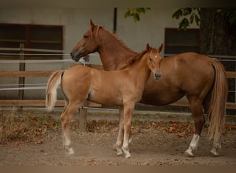 Cruzado, Étalon, Poulain (04/2026), 160 cm, Alezan
