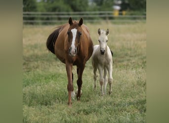 Cruzado, Étalon, Poulain (04/2026), 160 cm, Buckskin