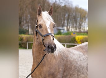 Cruzado, Gelding, 10 years, 15.1 hh, Palomino