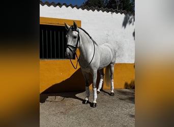 Cruzado, Gelding, 10 years, 15.2 hh, Grey