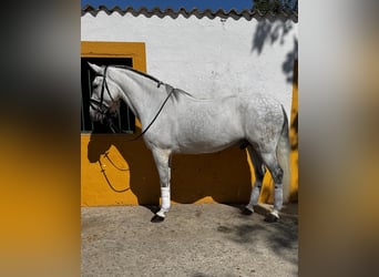 Cruzado, Gelding, 10 years, 15.2 hh, Grey