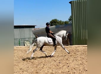 Cruzado, Gelding, 10 years, 15.2 hh, Grey