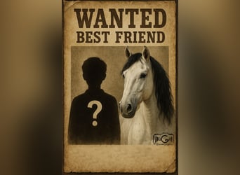 Cruzado, Gelding, 10 years, 15 hh, Gray-Dark-Tan