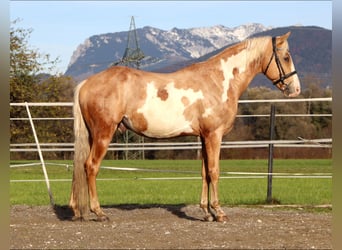 Cruzado, Gelding, 10 years, 15,1 hh, Overo-all-colors