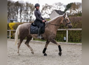 Cruzado, Gelding, 10 years, 15,1 hh, Palomino