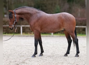 Cruzado, Gelding, 10 years, 15,1 hh, Roan-Red