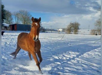 Cruzado, Gelding, 10 years, 15,2 hh, Brown-Light