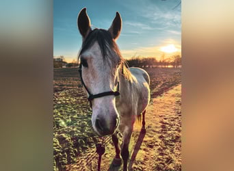 Cruzado, Gelding, 10 years, 15,2 hh, Gray