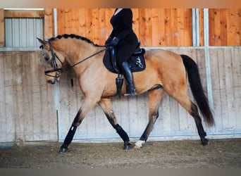 Cruzado, Gelding, 10 years, 15,3 hh