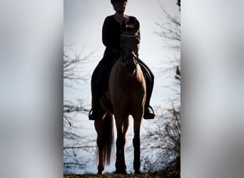 Cruzado, Gelding, 10 years, 15,3 hh