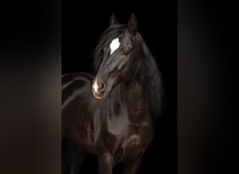 Cruzado, Gelding, 11 years, 14.2 hh, Black