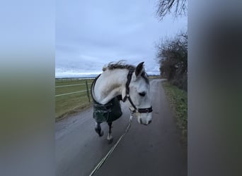 Cruzado, Gelding, 11 years, 14.2 hh, Grey-Dapple
