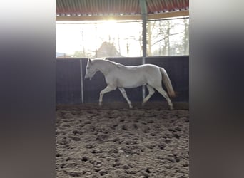 Cruzado, Gelding, 11 years, 14,1 hh, Gray-Fleabitten