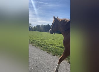 Cruzado, Gelding, 11 years, 15.2 hh, Chestnut-Red