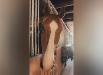 Cruzado, Gelding, 11 years, 15.2 hh, Chestnut-Red
