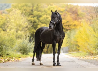 Cruzado, Gelding, 11 years, 15 hh, Black