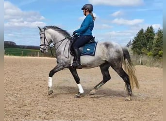 Cruzado, Gelding, 11 years, 15 hh, Grey-Dark-Tan