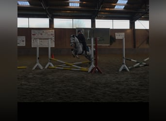 Cruzado, Gelding, 11 years, 15 hh, Grey-Dark-Tan