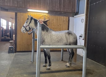 Cruzado, Gelding, 11 years, 15 hh, Grey-Dark-Tan