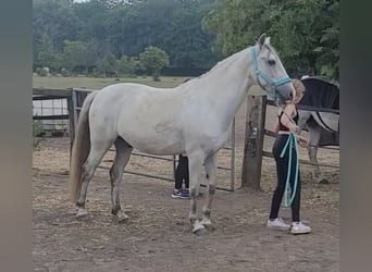 Cruzado, Gelding, 11 years, 15 hh