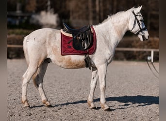 Cruzado, Gelding, 11 years, 15 hh