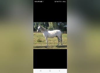 Cruzado, Gelding, 11 years, 15,1 hh, Grey
