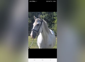 Cruzado, Gelding, 11 years, 15,1 hh, Grey
