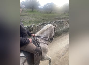 Cruzado, Gelding, 12 years, 15.2 hh, Grey-Fleabitten