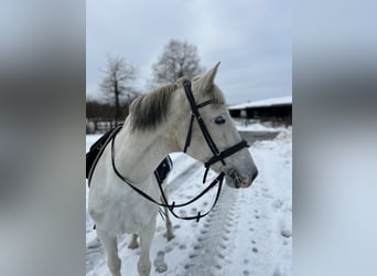 Cruzado, Gelding, 12 years, 15.2 hh, Grey