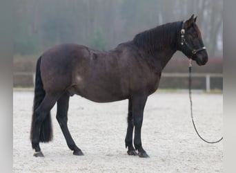 Cruzado, Gelding, 12 years, 15,2 hh, Bay-Dark