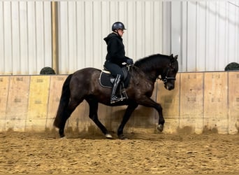 Cruzado, Gelding, 12 years, 15,2 hh, Bay-Dark