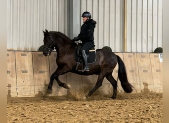 Cruzado, Gelding, 12 years, 15,2 hh, Bay-Dark