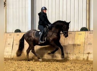 Cruzado, Gelding, 12 years, 15,2 hh, Bay-Dark