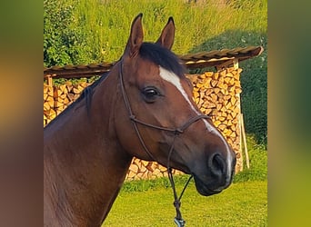 Cruzado, Gelding, 12 years, 16 hh, Brown