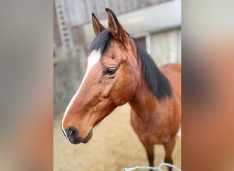 Cruzado, Gelding, 12 years, 16 hh, Brown