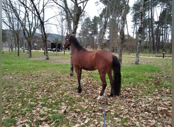 Cruzado Mix, Gelding, 12 years, 16 hh, Brown-Light