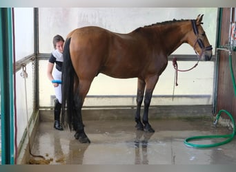 Cruzado, Gelding, 12 years, 16 hh, Champagne