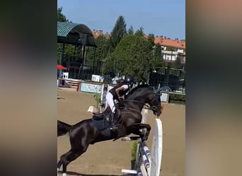 Cruzado, Gelding, 13 years, 14,1 hh, Black