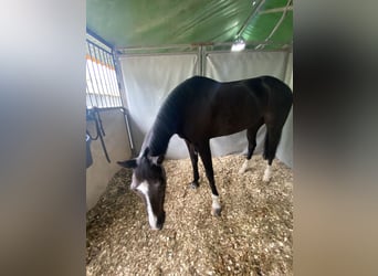 Cruzado, Gelding, 13 years, 14,1 hh, Black