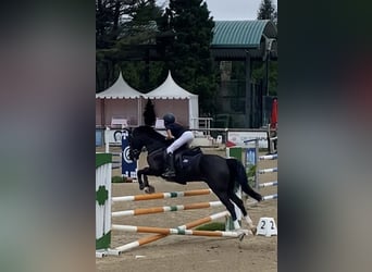 Cruzado, Gelding, 13 years, 14,1 hh, Black