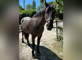 Cruzado, Gelding, 13 years, 15.2 hh, Roan-Blue