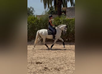 Cruzado, Gelding, 13 years, 15 hh