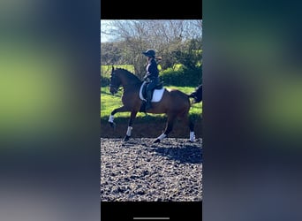 Cruzado, Gelding, 13 years, 16,2 hh, Brown