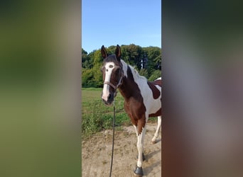 Cruzado Mix, Gelding, 14 years, 15,2 hh, Pinto
