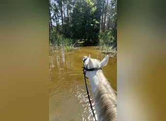Cruzado, Gelding, 14 years, 16 hh, Grey