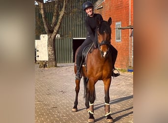 Cruzado Mix, Gelding, 15 years, 15.2 hh, Brown