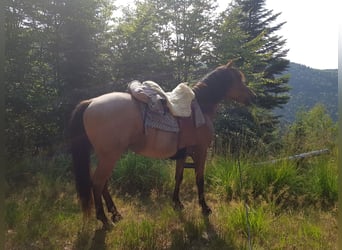 Cruzado, Gelding, 15 years, 15 hh, Roan-Bay