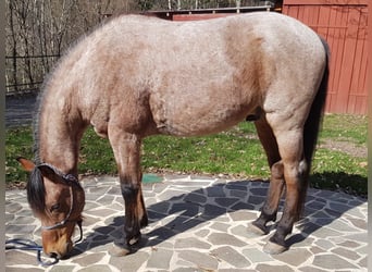 Cruzado, Gelding, 15 years, 15 hh, Roan-Bay