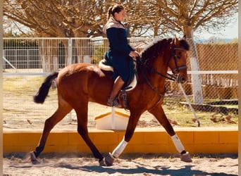 Cruzado, Gelding, 15 years, 16 hh, Bay