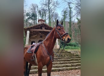 Cruzado, Gelding, 17 years, 17.3 hh, Brown